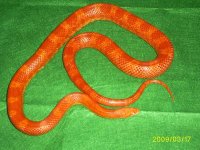 Corn Snake Male.jpg