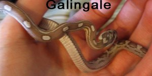 galingale-belly.jpg