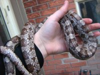 cornsnake3.jpg