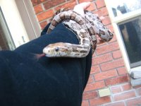 cornsnake5.jpg