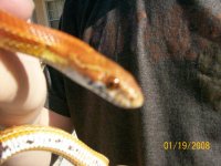 MyReptiles058.jpg