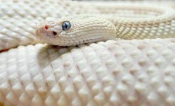 albino-snake-albino-snakes_big.jpg