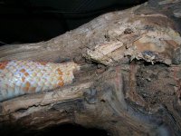 Snake in log (Medium).jpg