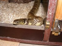 florida_kingsnake.JPG