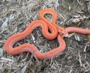 AlbinoTerrazzofemale2.jpg