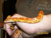 MyReptiles041.jpg