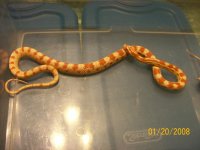 MyReptiles031.jpg