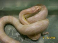 MyReptiles029.jpg