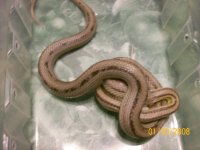 MyReptiles024.jpg