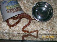 MyReptiles042.jpg