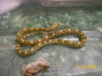 MyReptiles016-1.jpg