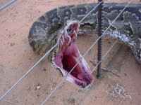 rock-python-mouth.jpg