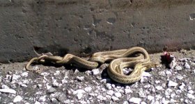 snakes breeding small.jpg