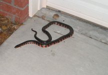 eastern mud snake 001.jpg