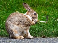 smoking bunny.jpg