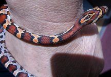 Cassandra_Shed2_12312010_wrist.jpg