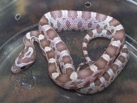 159 ghost poss het Sunkissed - F - 7-18 - B.jpg