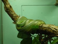 zoo tree boa.JPG