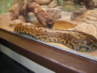 zoo python.JPG