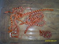 corn snakes hatchlings 001.JPG