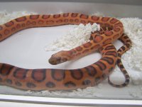 scaleless verkleind1.JPG