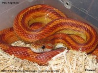 1.0 2007 Motley het hypo lavender stripe OWENa.jpg