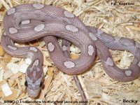 0.1 2010 Lavender Motley het lava ph amel (2)a.jpg