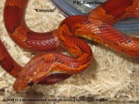 2008 0.1 Bloodred het amel ph anery lava hypo stripe KIMMIE (1)a.jpg