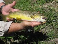 Brown Trout 003.JPG