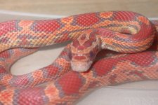 Assorted Snakes 002_800x480.jpg