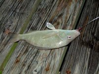 2009_0609fishing0016.jpg