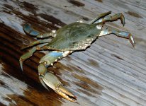 2009_0609BlueCrab0012.jpg