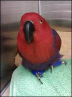 eclectus.jpeg