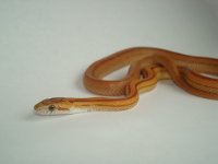 Caprica-Stripe with unusual non-pigmented spots female.JPG