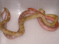 Amber Bloodred X Rosy Bloodred (BW51).jpg