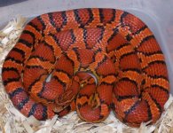 Corn Snake_Web Page.jpg