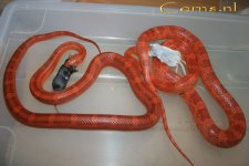 Bloodred het. hypo m 22-3-09 a.jpg