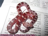 PJCR059-01m Bloodred het anery hypo.jpg