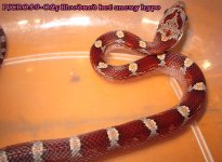 PJCR059-02f Bloodred het anery hypo 50%ph amel stripeA(1).jpg