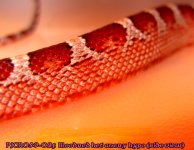 PJCR059-02f Bloodred het anery hypo 50%ph amel stripe (2)a.jpg