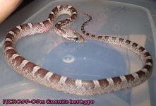 PJCR059-09m Granite het hypo 50%ph amel stripe (2)A.jpg