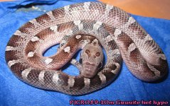 POSSIBLE HOLDBACK PJCR059-10m Granite het hypo 50%ph amel stripe (1)A.jpg