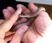 bull_gopher_snake_baby_2011.jpg