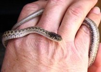 bull_gopher_snake_baby_2011_1.jpg