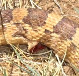 gopher_pine_bull_wound_zoom.jpg