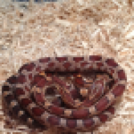 RosieSnake