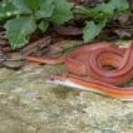 CopperCornsnake