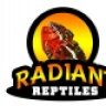 Radiant Reptiles