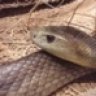 Taipan