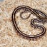snakemansnakes
